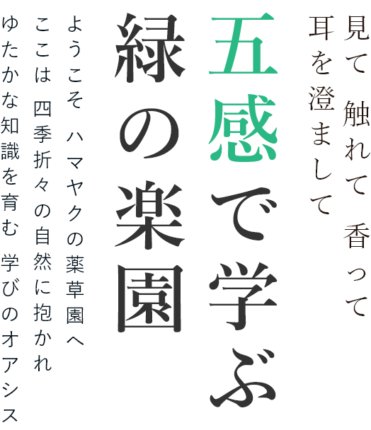 薬草園大百科 キャンパスマップ 大学概要 横浜薬科大学 薬学部